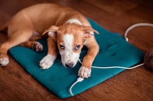 8 важных советов для владельцев собак, которые спасут ваши нервы и деньги