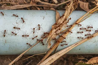 Как избавиться от муравьев на даче: узнайте хитрый лайфхак, о котором вы точно не догадываетесь