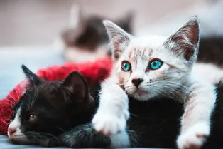 Ученые рассказали, какая порода кошек живет дольше всех остальных