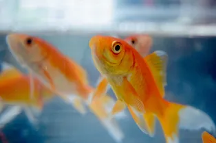 Правда ли, что память золотых рыбок обновляется каждые 3 секунды?