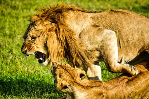 8% мужчин считают, что смогут победить льва в кулачном бою: а что насчет вас?