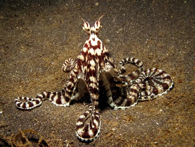 Осьминог-мимик Thaumoctopus mimicus, обнаруженный в 1998 году на побережье острова Сулавеси в Индонезии, способен не только менять цвет и структуру кожи, как другие осьминоги, но и убедительно изображать других животных. В его «арсенале» есть скаты, крабы, камбалы, медузы, морские змеи и многие другие морские обитатели. Мимик пользуется своей способностью, чтобы запутать хищников.