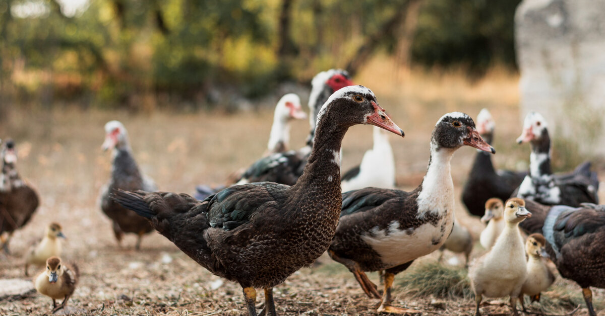 Old ducks
