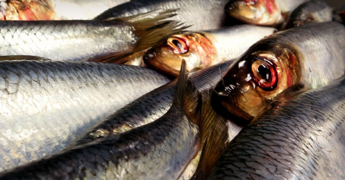 Как понять что рыба испортилась. Рыба. Селедка. Рыба на новый год. Сельдь на новогодний стол.