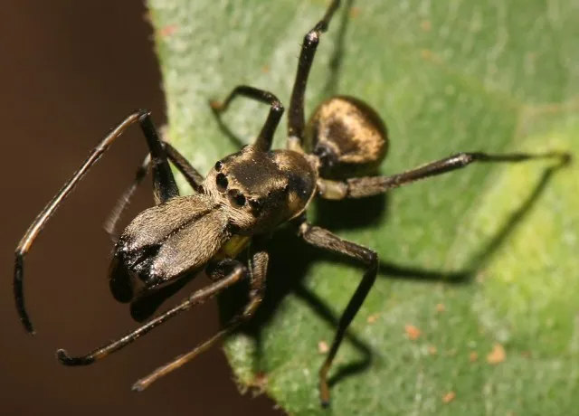 Пауки-скакуны Myrmarachne melanotarsa, проживающие в эвкалиптовых лесах Австралии, переняли у муравьев внешность, походку и даже привычку селиться большими колониями. Так скакуны, с одной стороны, отпугивают хищных сородичей, которые не прочь полакомиться паучатиной. С другой, получили возможность подобраться поближе к муравьям, которые составляют основу рациона обманщиков.