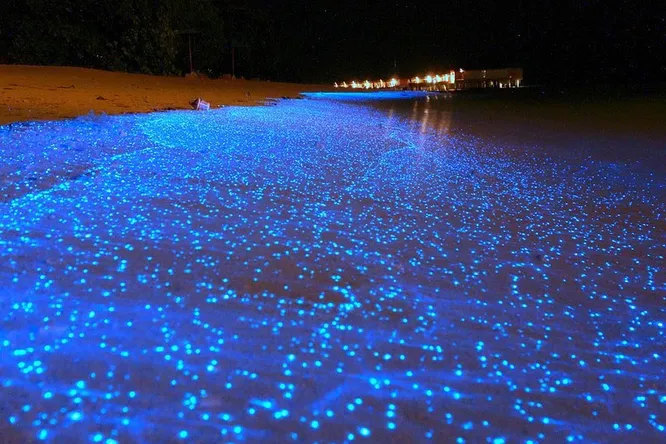 Сияющий пляж, Мальдивы. Вода по ночам светится не сама по себе, а благодаря отдельным видам фитопланктона, использующим биолюминесценцию для защиты. Любопытно, что светятся микроскопические рачки лишь в страхе перед опасностью, хотя люди находят это зрелище завораживающе-прекрасным.