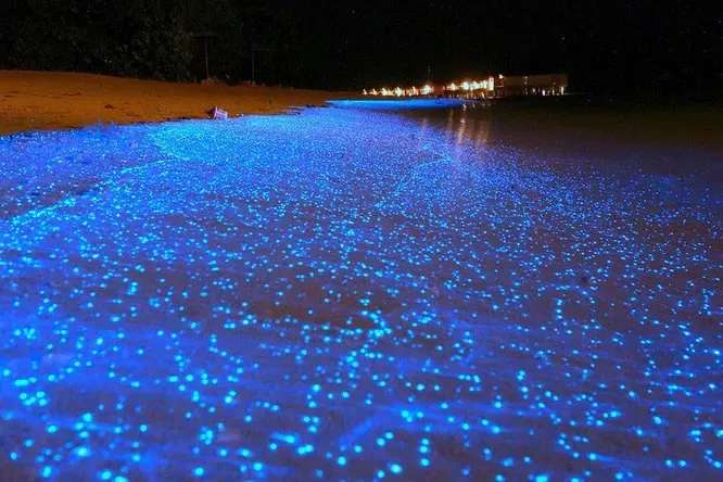 Сияющий пляж, Мальдивы. Вода по ночам светится не сама по себе, а благодаря отдельным видам фитопланктона, использующим биолюминесценцию для защиты. Любопытно, что светятся микроскопические рачки лишь в страхе перед опасностью, хотя люди находят это зрелище завораживающе-прекрасным.