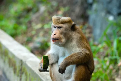 Кто может заразиться оспой обезьян: врач Мясников назвал главные условия