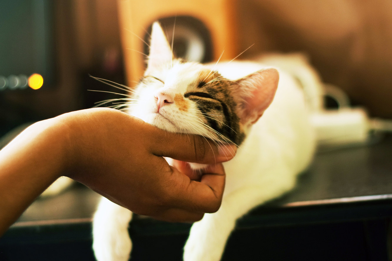 Как кошки выражают свою любовь к хозяину