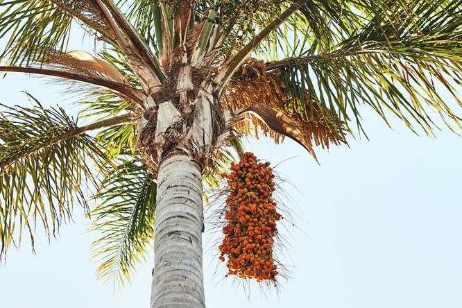 Как мы чуть было не потеряли пальмовое масло в 2022 году и почему не стоит его бояться в принципе