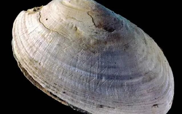 Как ни странно, но древнейшим образцом абстрактного искусства является вот эта раковина моллюска с острова Ява, Индонезия. Команда ученых из Лейденского университета в Голландии пришла к выводу, что раковине не меньше полумиллиона лет. Знаки на ее поверхности были вырезаны в форме зигзагообразных фигур, а резцом скорее всего послужили акульи зубы, обнаруженные в том же месте, что и главная находка.