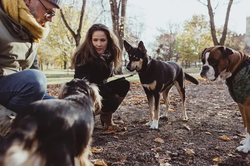 Пес конликтует с другими собаками на улице: что делать