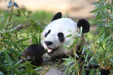 Почему панды так любят бамбук?
