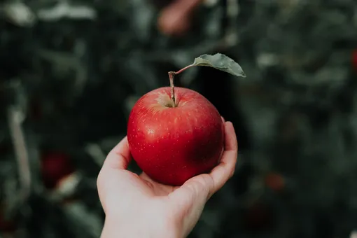 Как сохранить яблоки сочными и свежими до весны?