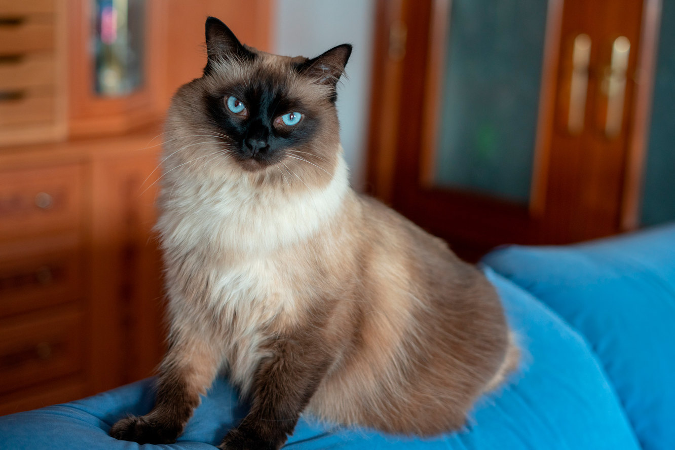 7 безопасных пород кошек для людей с аллергией на шерсть - выбирайте безопасных питомцев