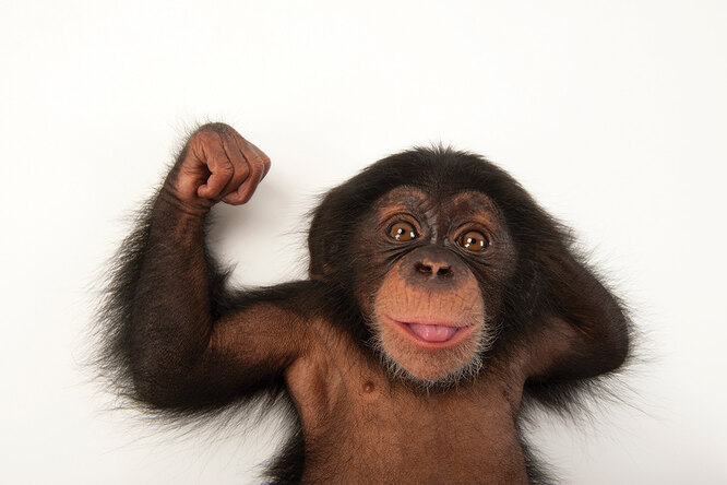 Правда ли, что шимпанзе гораздо сильнее человека?