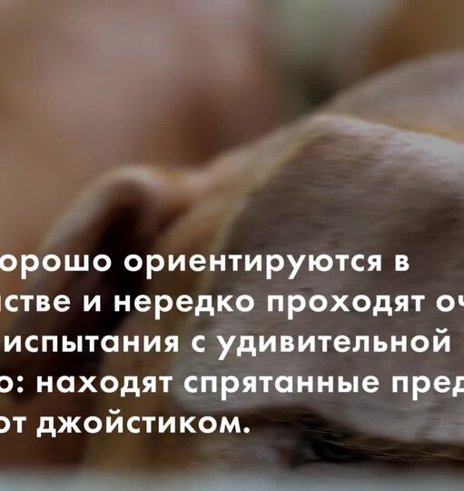 Нажми и смотри
