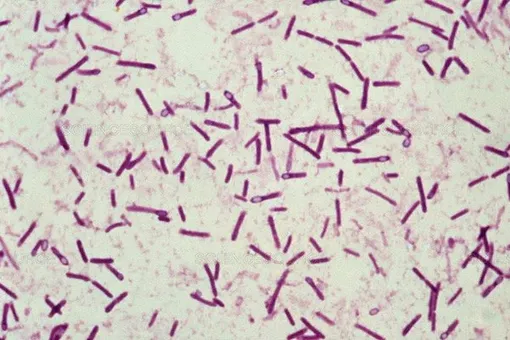 10 смертельно опасных бактерий, о существовании которых мы даже не подозреваем
