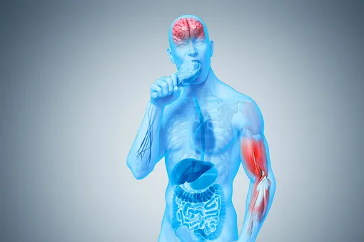 Как белок превращается в мышцы: проверьте, знали ли вы об этом ранее