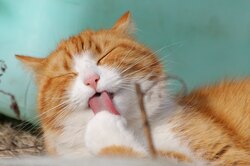 Как ухаживать за кошкой, чтобы она прожила как можно дольше?