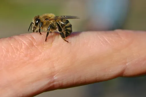 Правда ли, что пчела гибнет, ужалив человека?