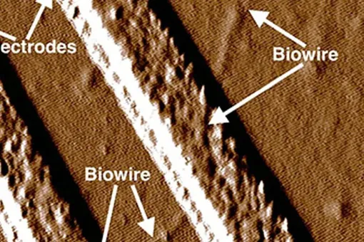 Как бактерий научили делать электрические провода