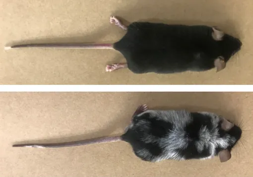 Мыши до и после эксперимента ученых из Гарвардского университета