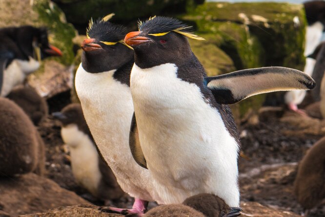 В американском зоопарке пингвину с артритом сшили ботиночки