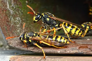 Самые опасные насекомые в мире, укус которых может привести к смерти: узнайте, можно ли встретить таких на даче