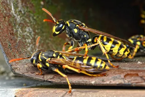 Самые опасные насекомые в мире, укус которых может привести к смерти: узнайте, можно ли встретить таких на даче