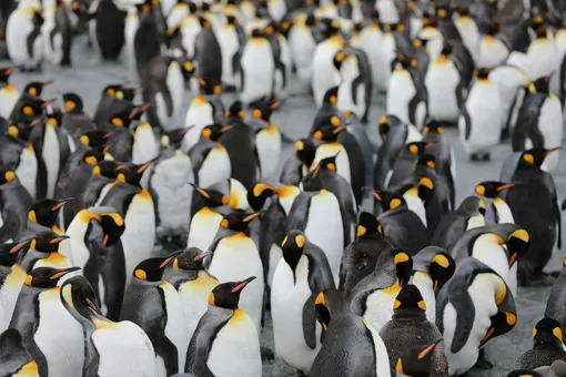 В сети нашли идеальную работу: нужно считать пингвинов и делать о них мемы за 230 тысяч рублей в месяц