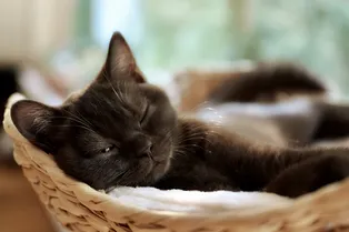 Почему кошки спят большую часть дня