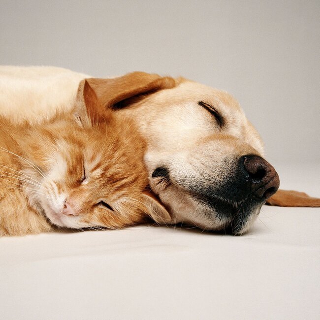 Какие сны видят кошки и собаки?