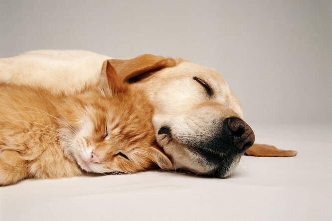 Какие сны видят кошки и собаки?