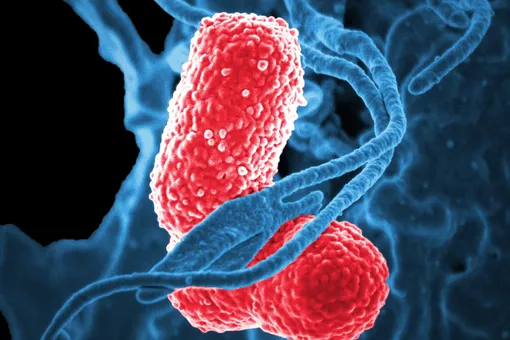 Супербактерии: почему частое употребление антибиотиков опасно для всего человечества?