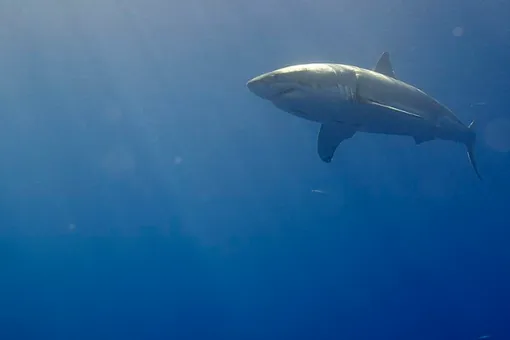 Мегалодоны могли вымереть из-за белых акул