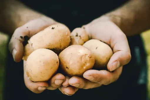 Как выбрать вкусный и полезный картофель: 4 важных правила