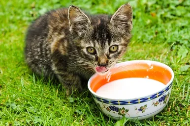Почему не стоит кормить кошку молоком?