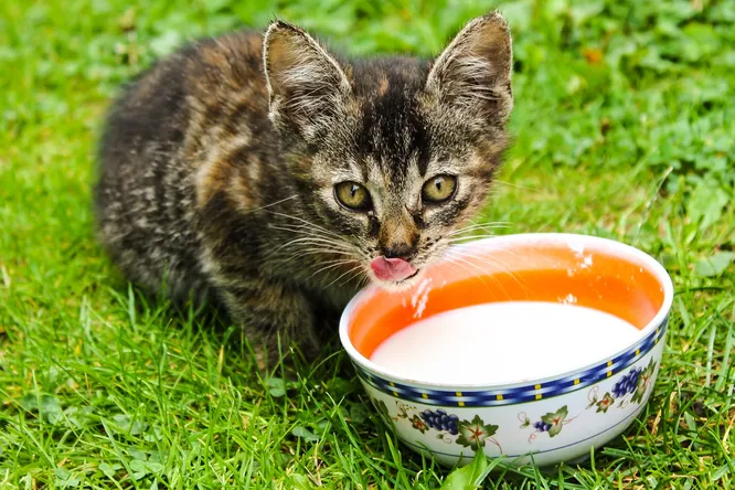 Почему не стоит кормить кошку молоком?