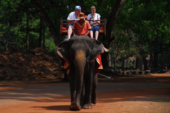 На Шри-Ланке запретили управлять слонами в нетрезвом виде