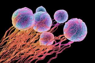 Борьба с раком выходит на новый уровень: ученые научились уничтожать раковые клетки, заставляя их голодать