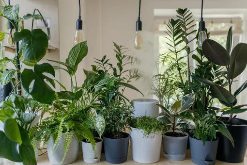 4 самых полезных домашних растения для здоровья