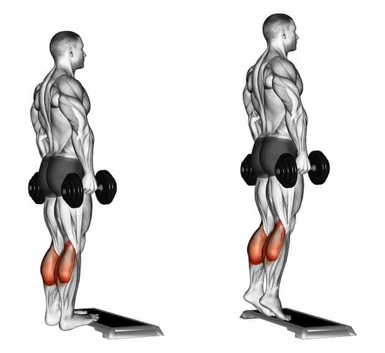Тренировка на ноги для мужчин. Упражнение для икроножных мышц подъем на носки. Подъем на икры стоя. Подъём икроножных мышц стоя. Упражнения на икроножные мышцы с гантелями.