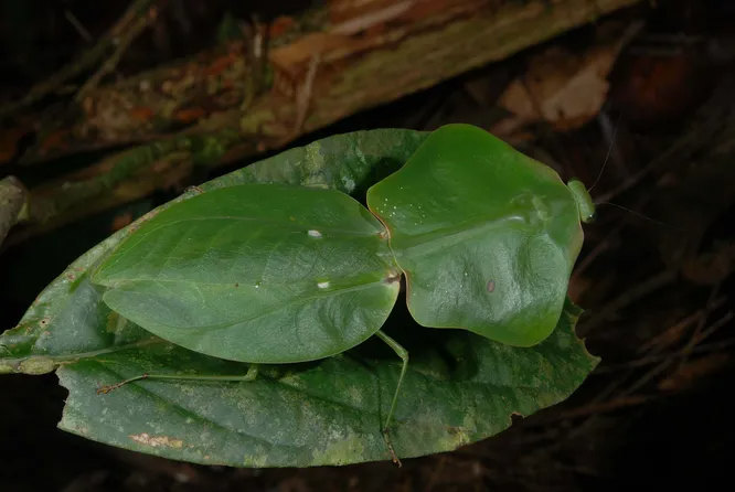 Choeradodis rhombicollis, перунианский богомол-щитоносец. Как и другие представители своего подсемейства, превосходно маскируется под зелёную листву.  