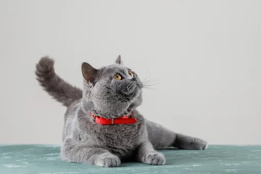 Как кошки общаются при помощи хвоста?