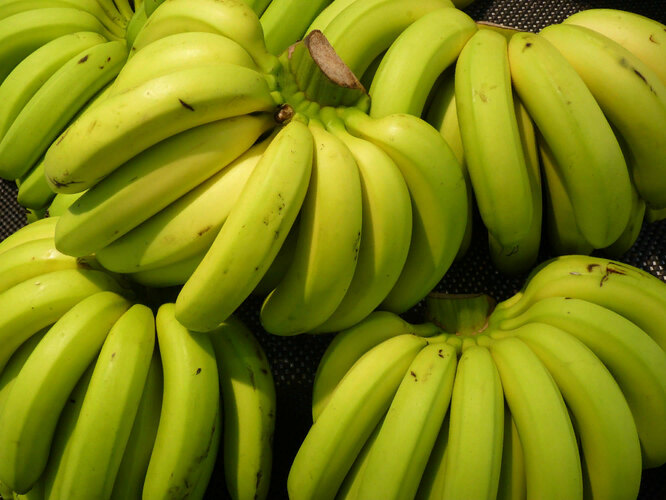 С другой стороны, созревшие желтые бананы содержат больше пектинов, еще одного типа пищевых волокон, которые становятся доступными по мере созревания банана. Эти бананы также становятся более сладкими.