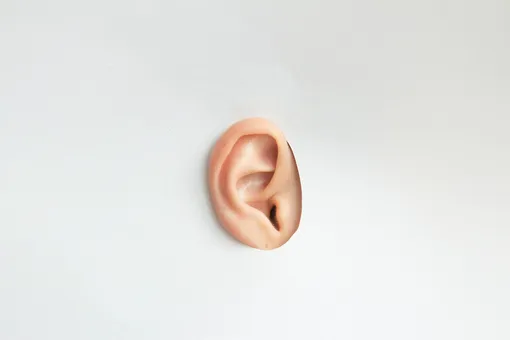Каким считается «золотой стандарт» размера ушей? Длина мужской ушной раковины должна составлять 50-82 мм, а ширина — 32-52 мм. У женщин длина уха приблизительно равна 50-77 мм, а ширина — 28-45 мм.