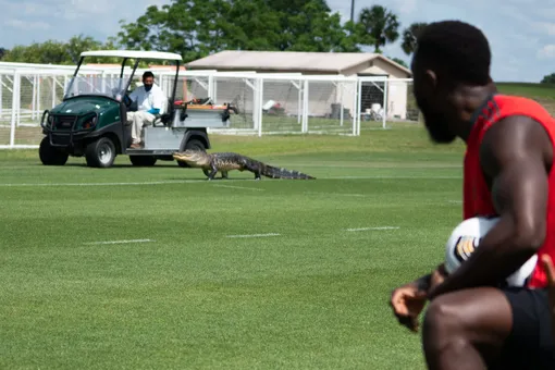 Во время тренировки «Торонто» на футбольное поле выбежал аллигатор