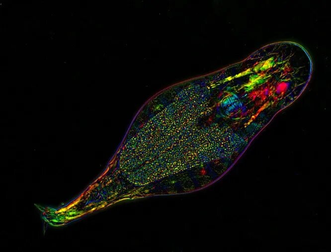 Copilia quadrata небольшие ракообразные вида копеподов. Их самки обладают совершенно исключительными глазами, занимающими более половины длины туловища. С помощью них они могут различать любое движение вокруг себя и чётко видеть при самом слабом освещении.