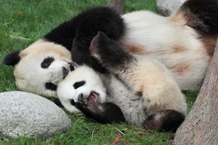 Китайский зоопарк пригласил посетителей посмотреть на панд: но есть один нюанс